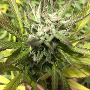 Meet your Posher, Randy